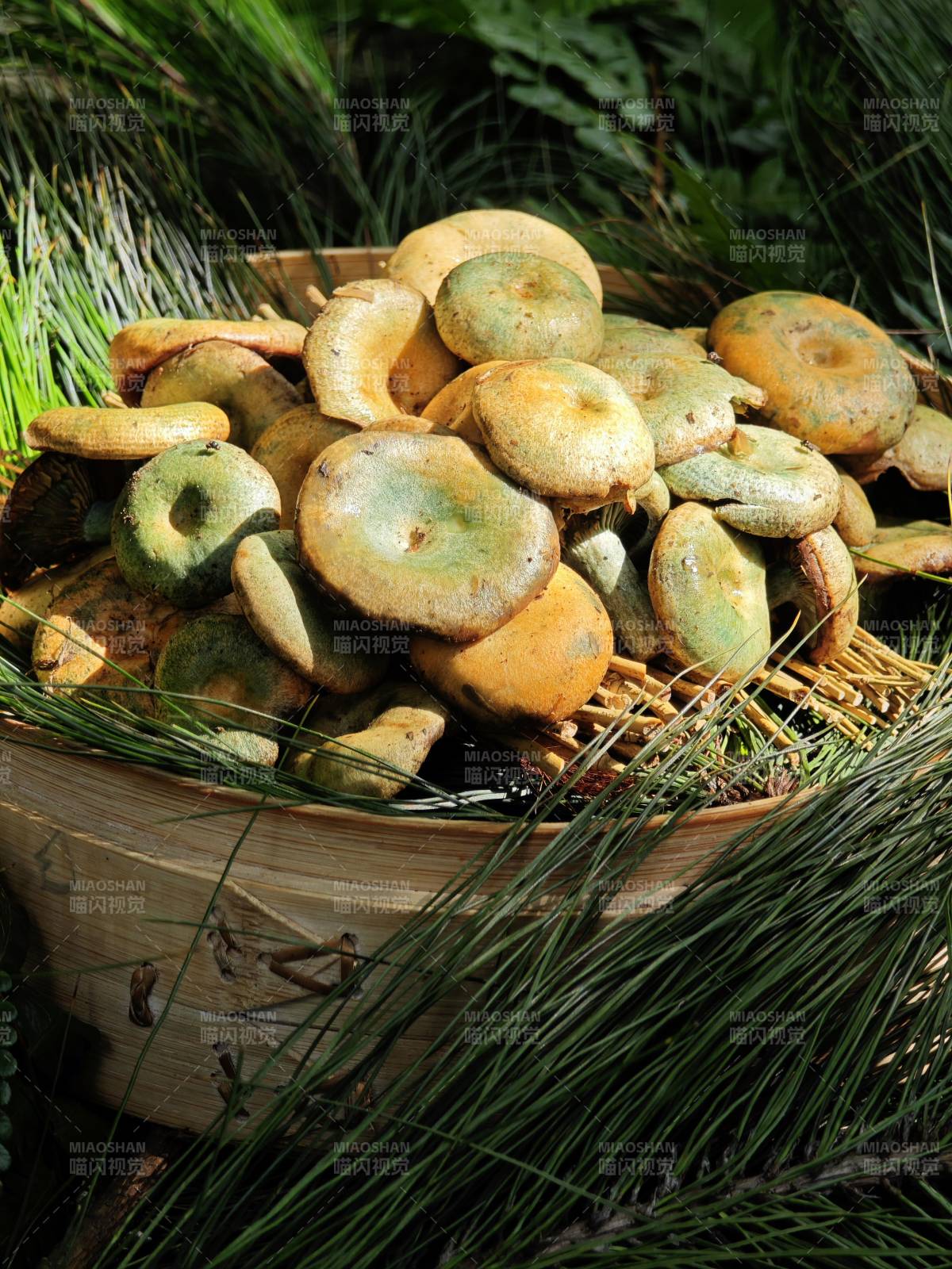 篮子里的野生青头菌图片