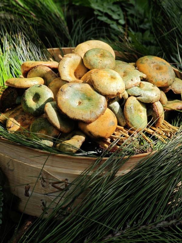 篮子里的野生青头菌图片