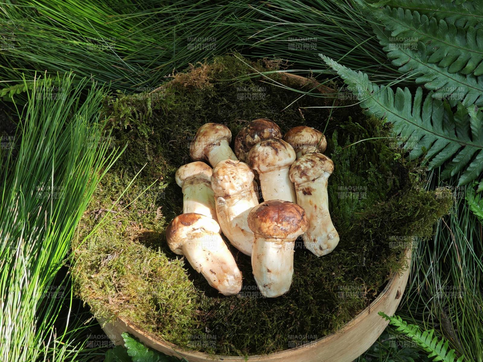 森林中的蘑菇宝藏图片