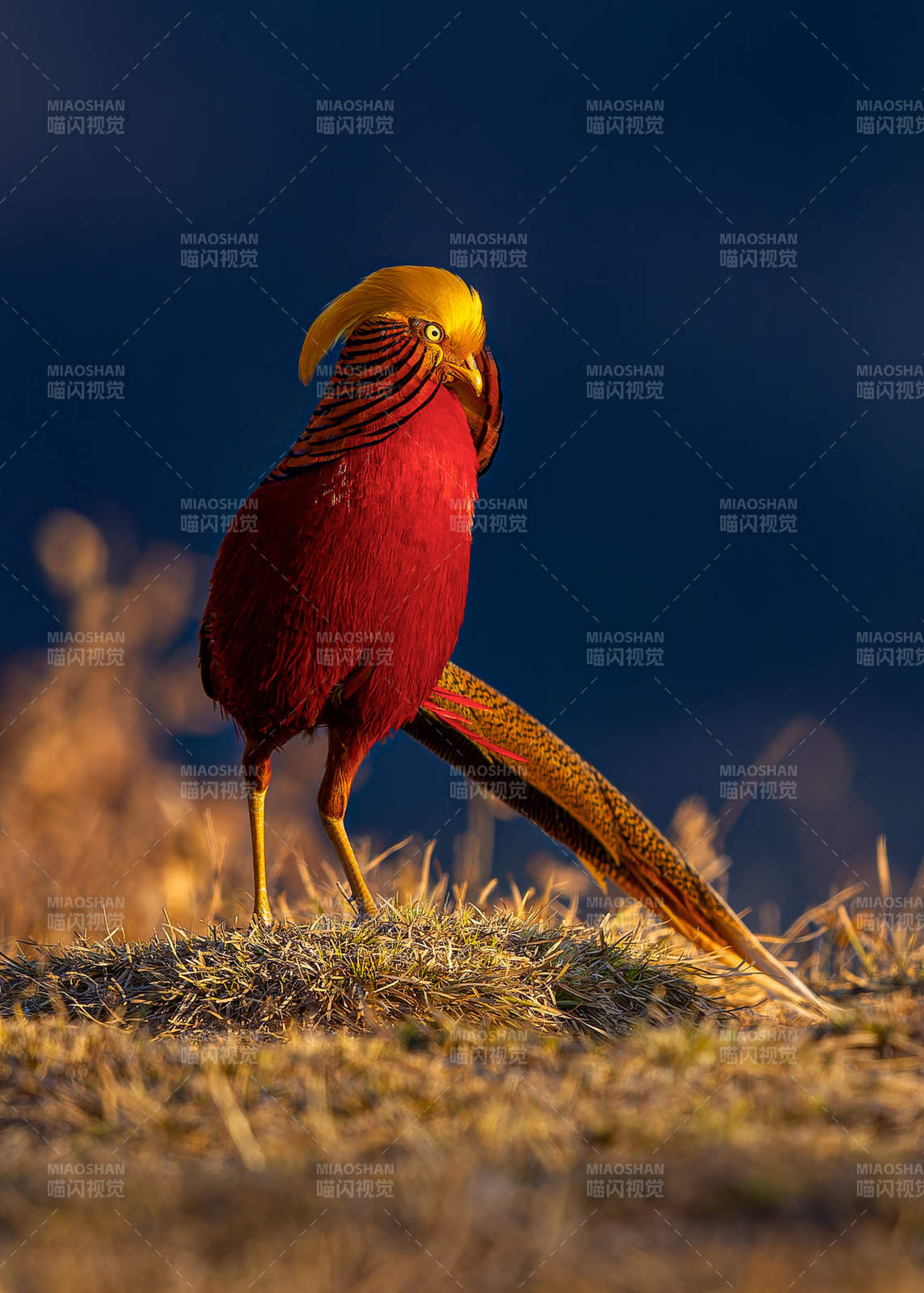 红腹锦鸡独立 红羽耀目图片