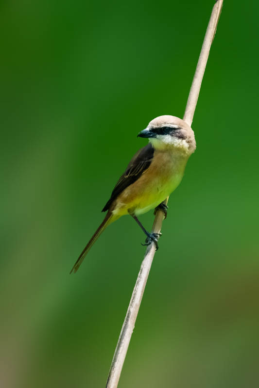 枝头伯劳静栖图图片