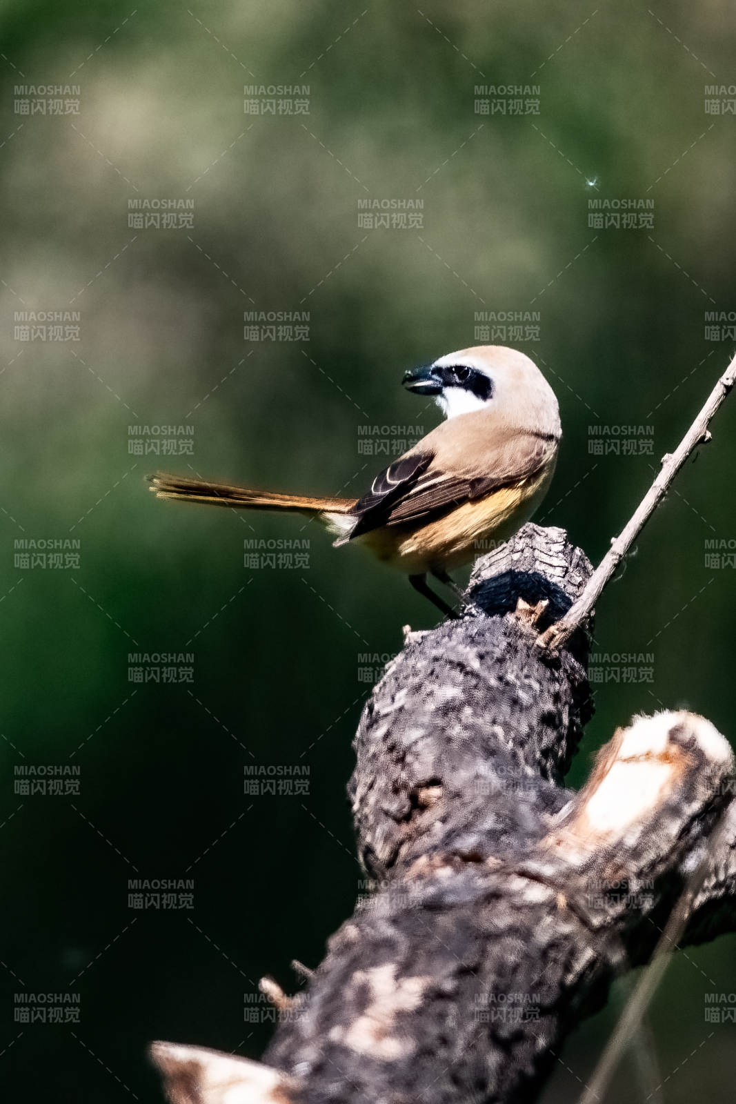 枝头小鸟静栖图图片