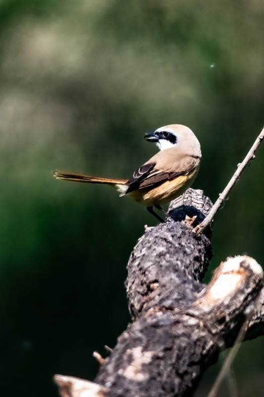 枝头小鸟静栖图图片