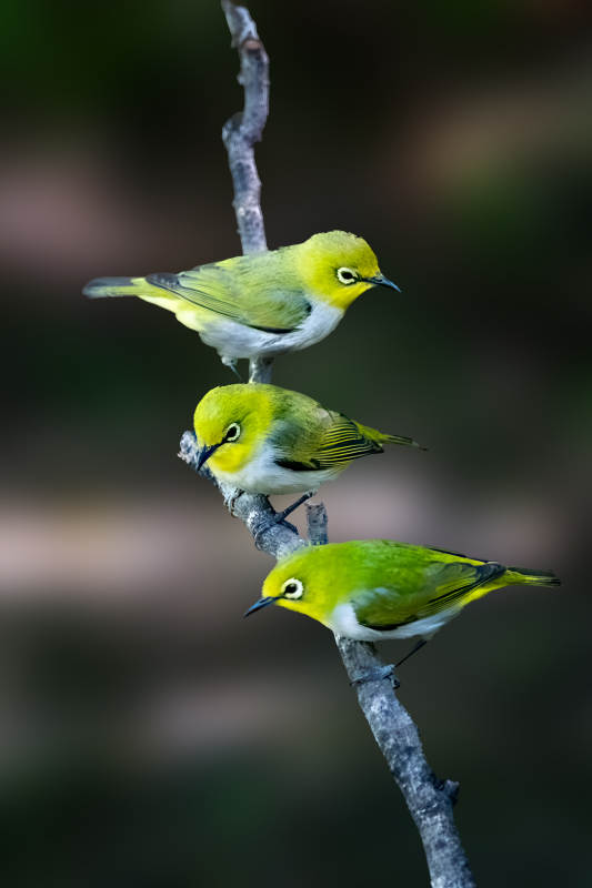 三只绿鸟栖枝头图片