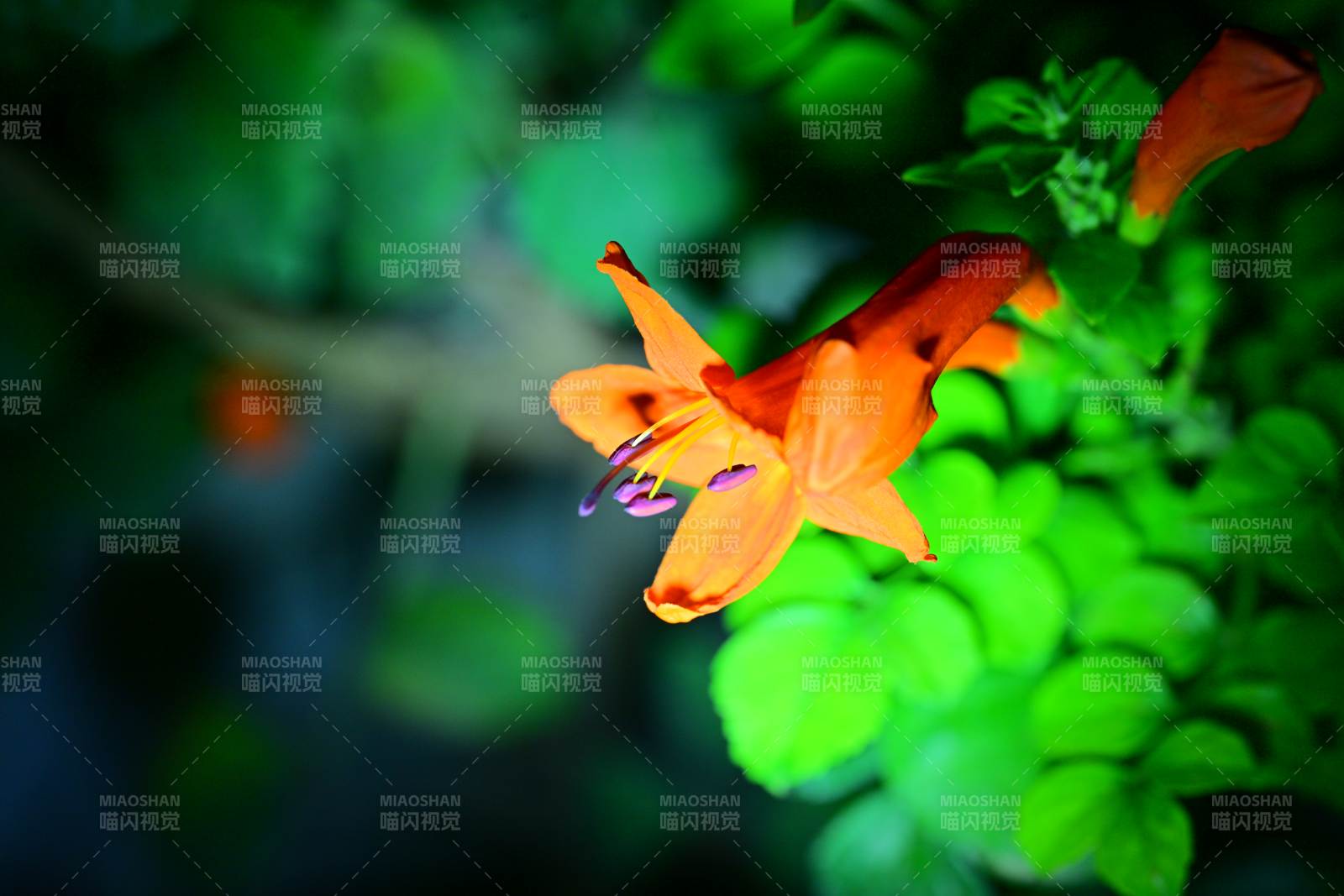 橙色花朵在绿叶中绽放图片