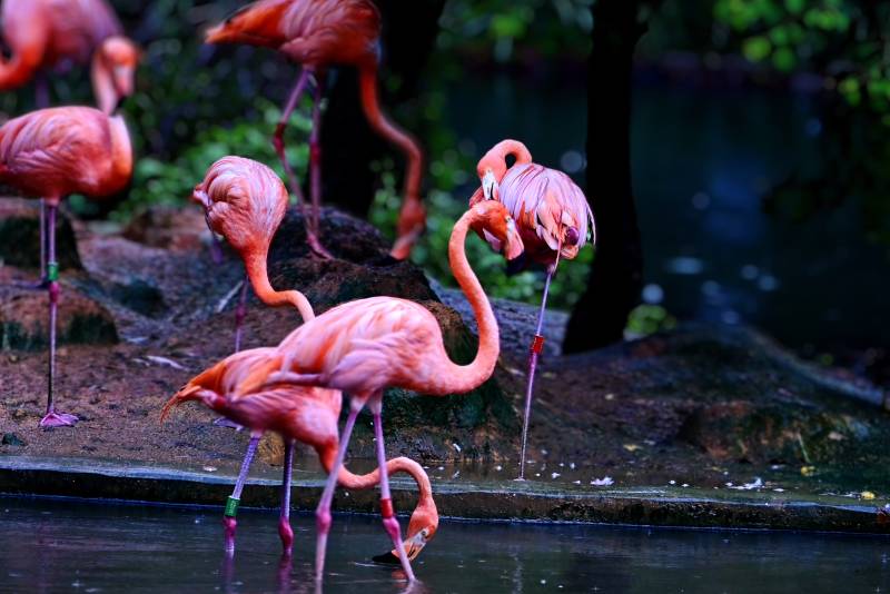 粉红火烈鸟的优雅姿态图片