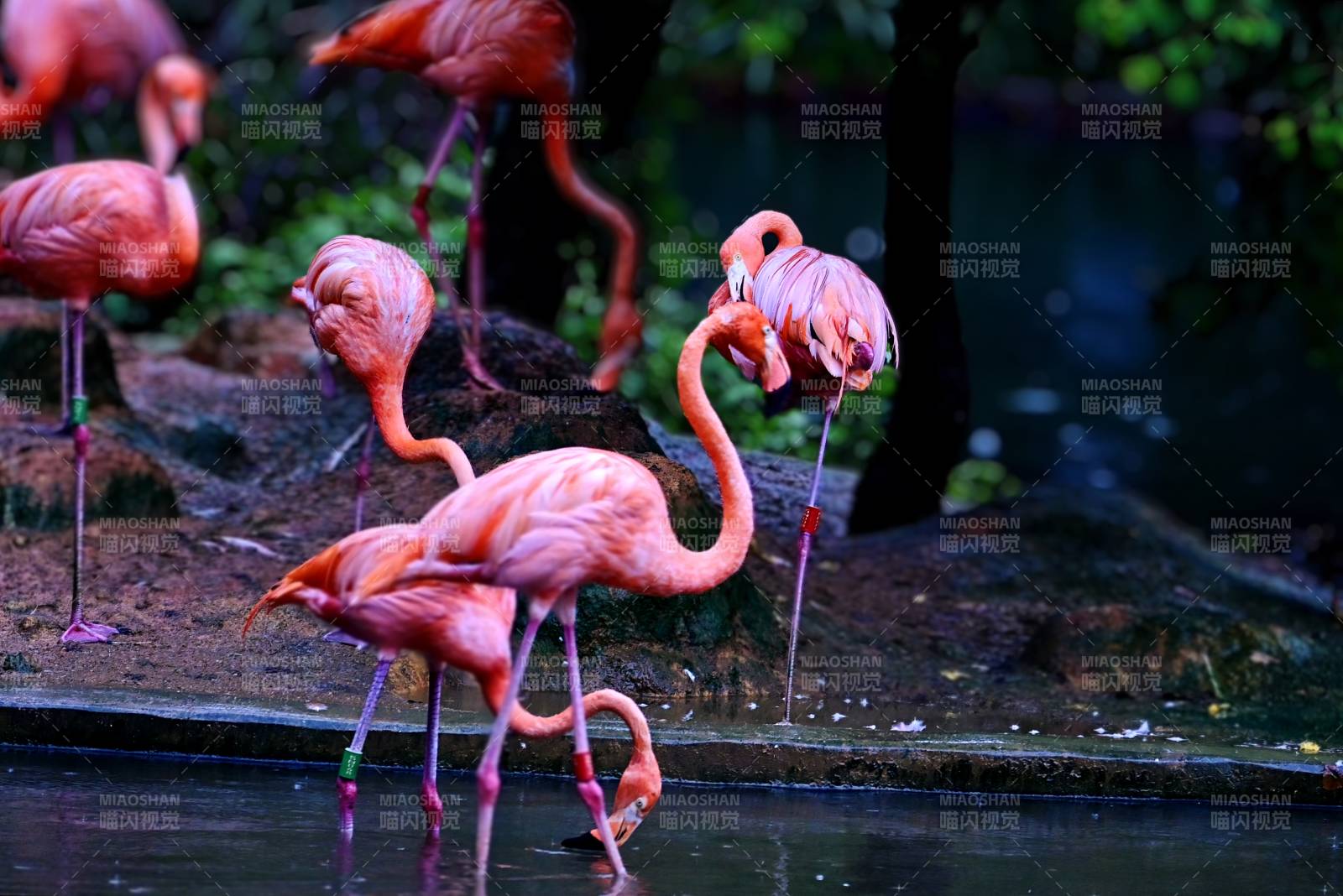 粉红火烈鸟的优雅姿态图片