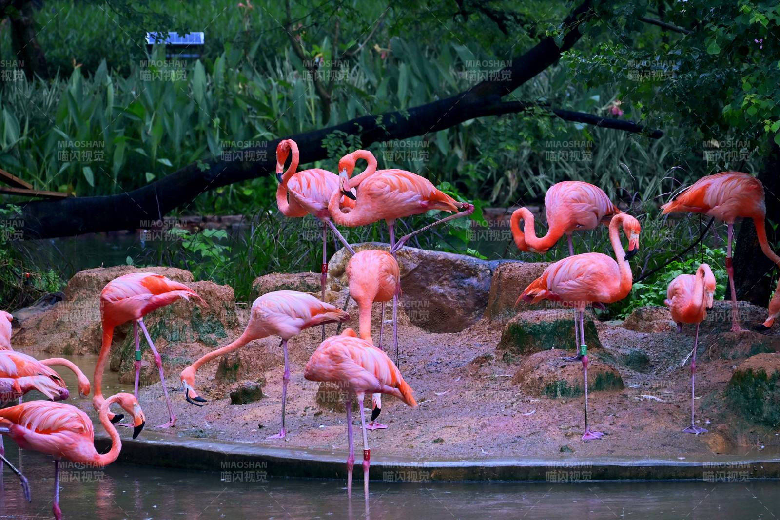 粉红火烈鸟的优雅姿态图片