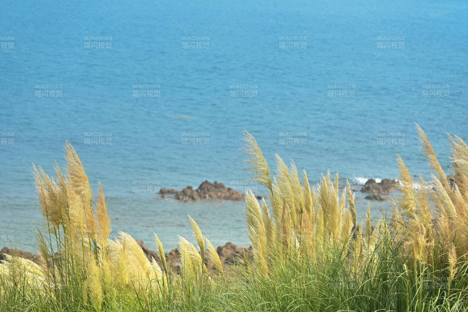 海边芦苇随风摇曳图片