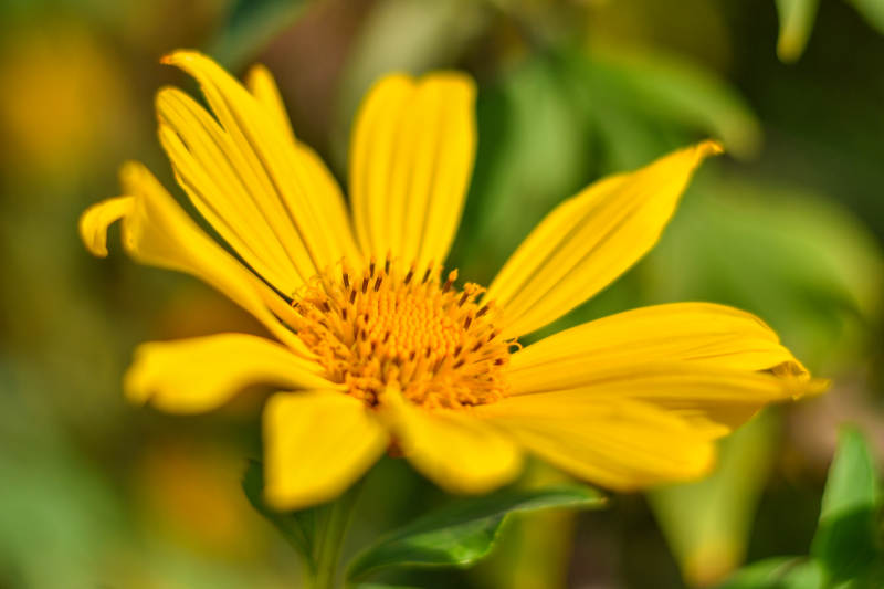 绽放的黄色花朵特写图片