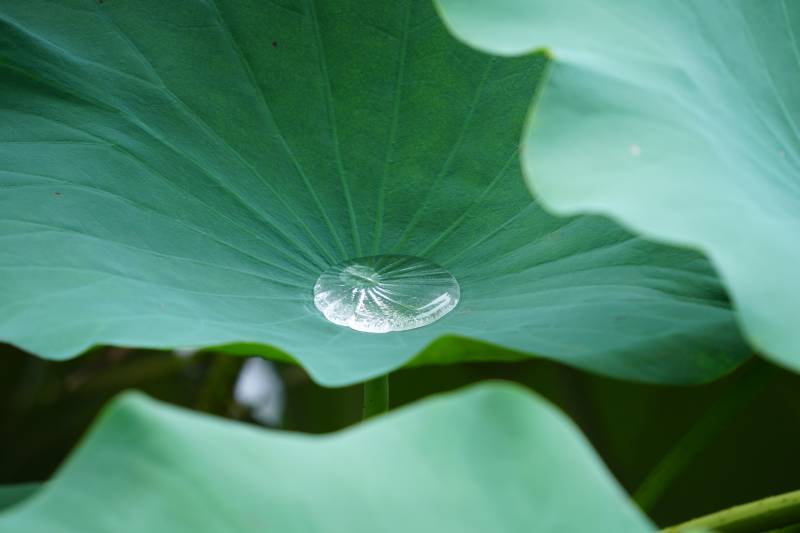 荷叶上的水珠图片