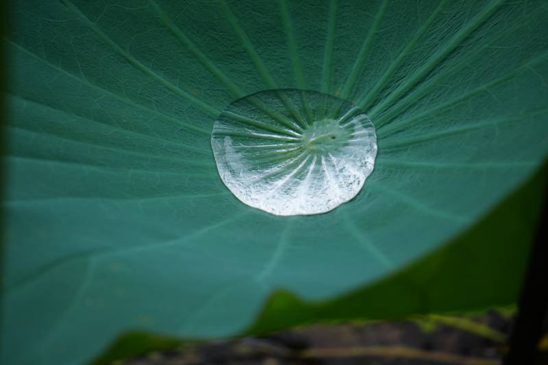 荷叶上的水滴图片