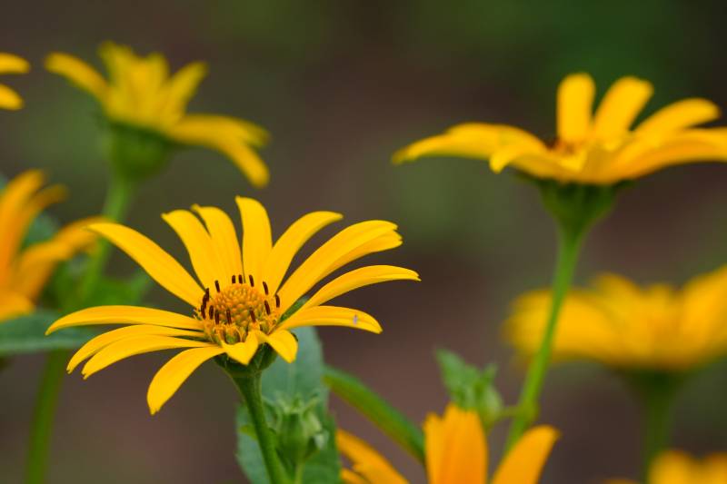金黄色的雏菊盛开图片