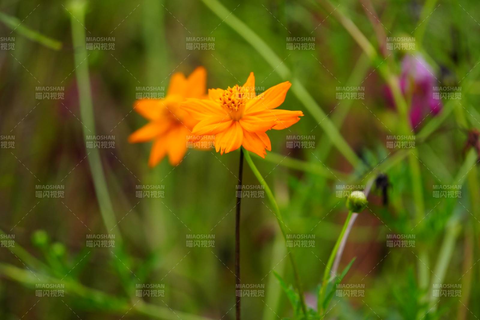 野地橙花 自然之美图片