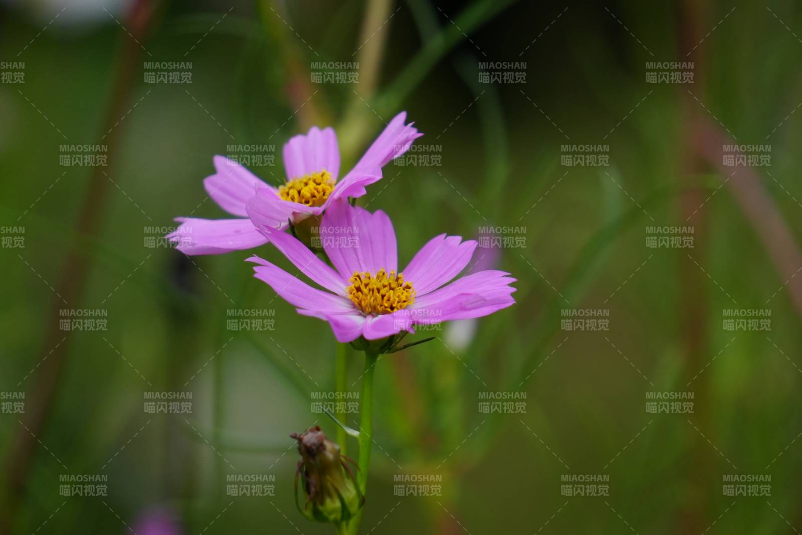 粉色小花在风中摇曳图片