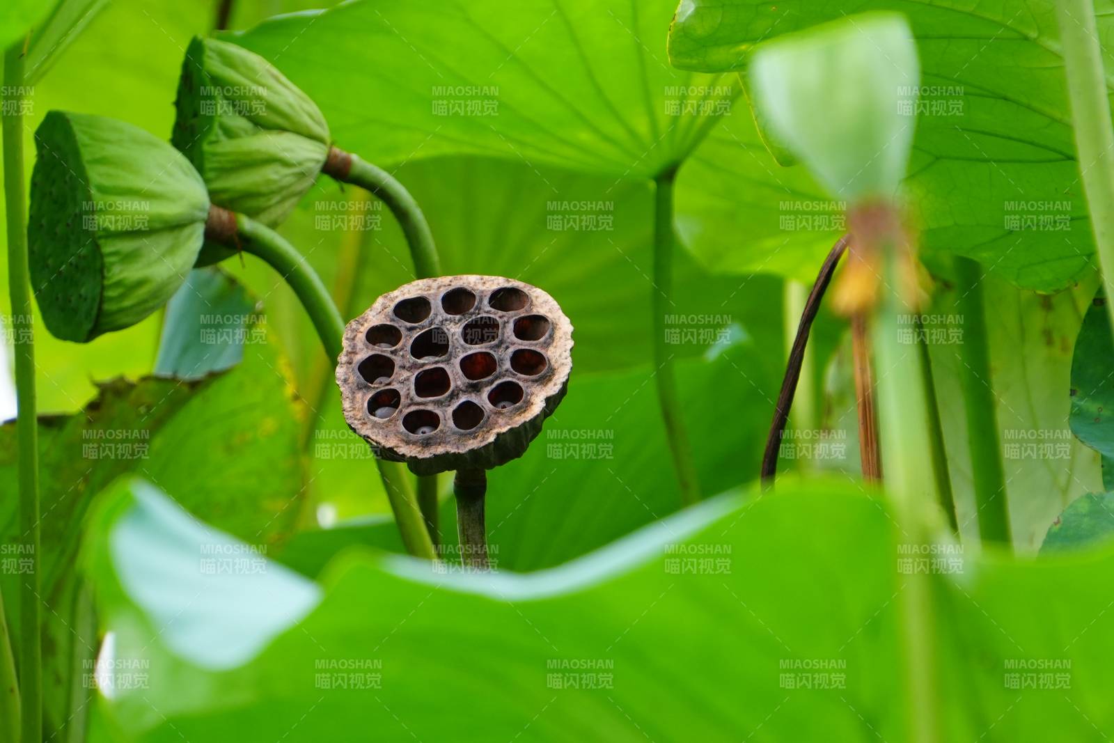 莲蓬与绿叶的自然之美图片