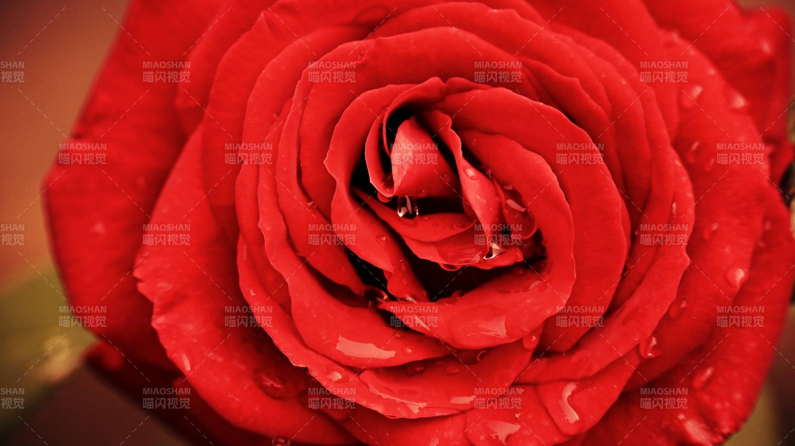 绽放的带着晶莹露珠的红色玫瑰花特写图片