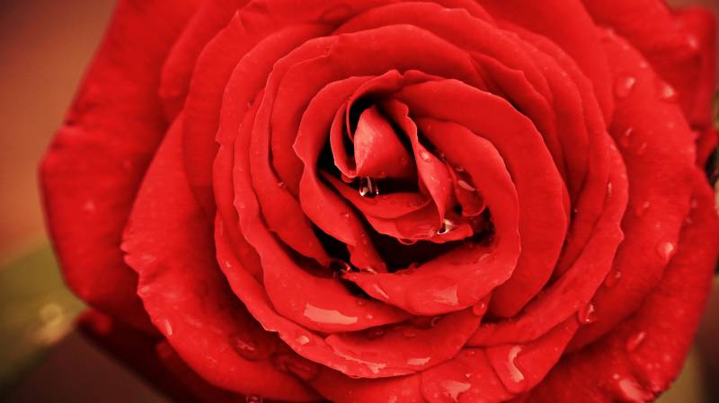 绽放的带着晶莹露珠的红色玫瑰花特写图片