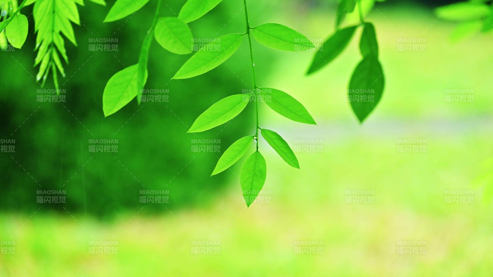 绿叶滴露 清新自然图片