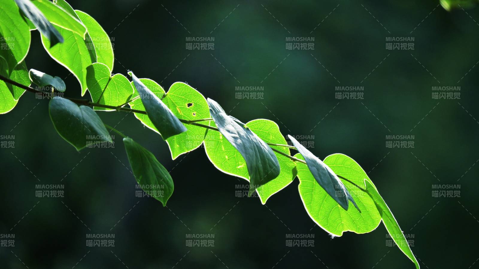 绿叶轻舞 自然之美图片