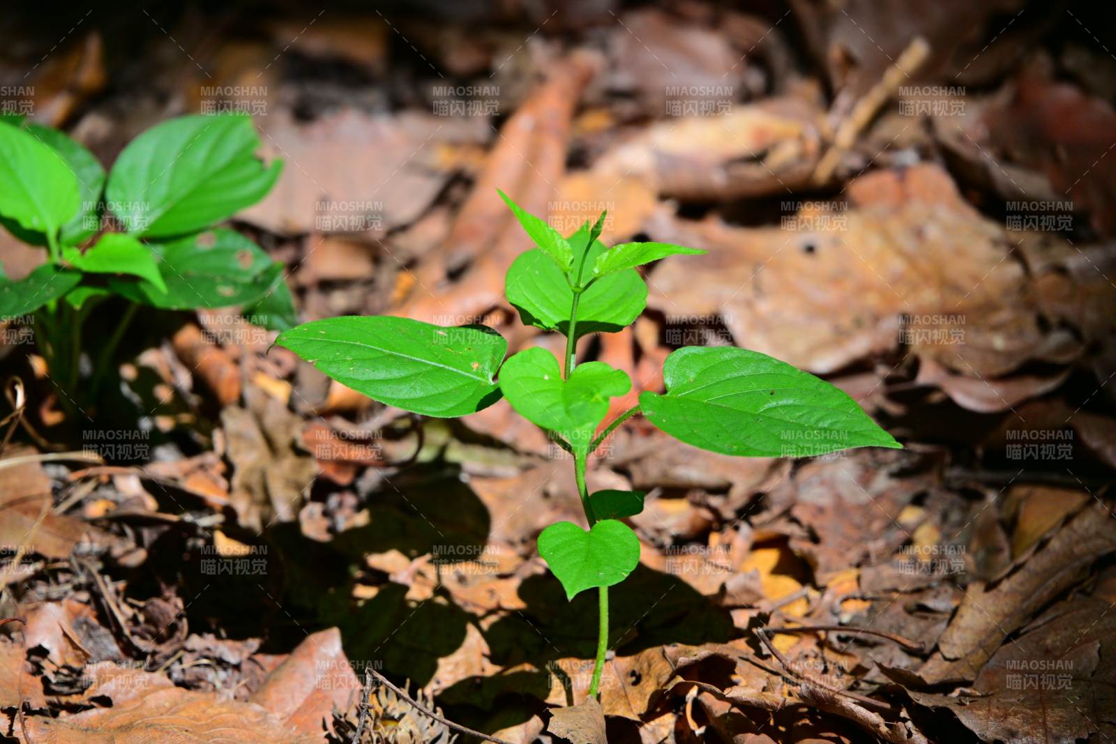新生绿叶在落叶中生长图片