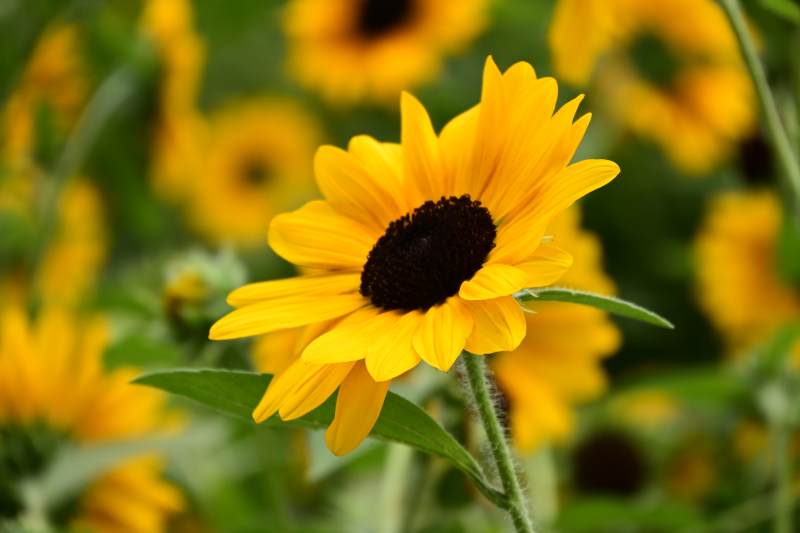 向日葵的明媚时光图片