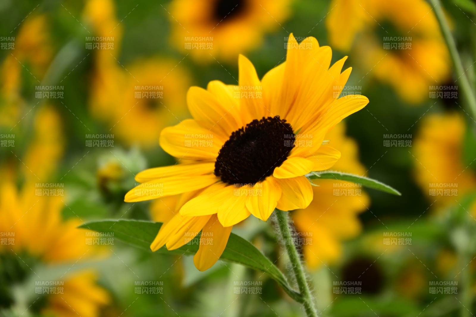 向日葵的明媚时光图片