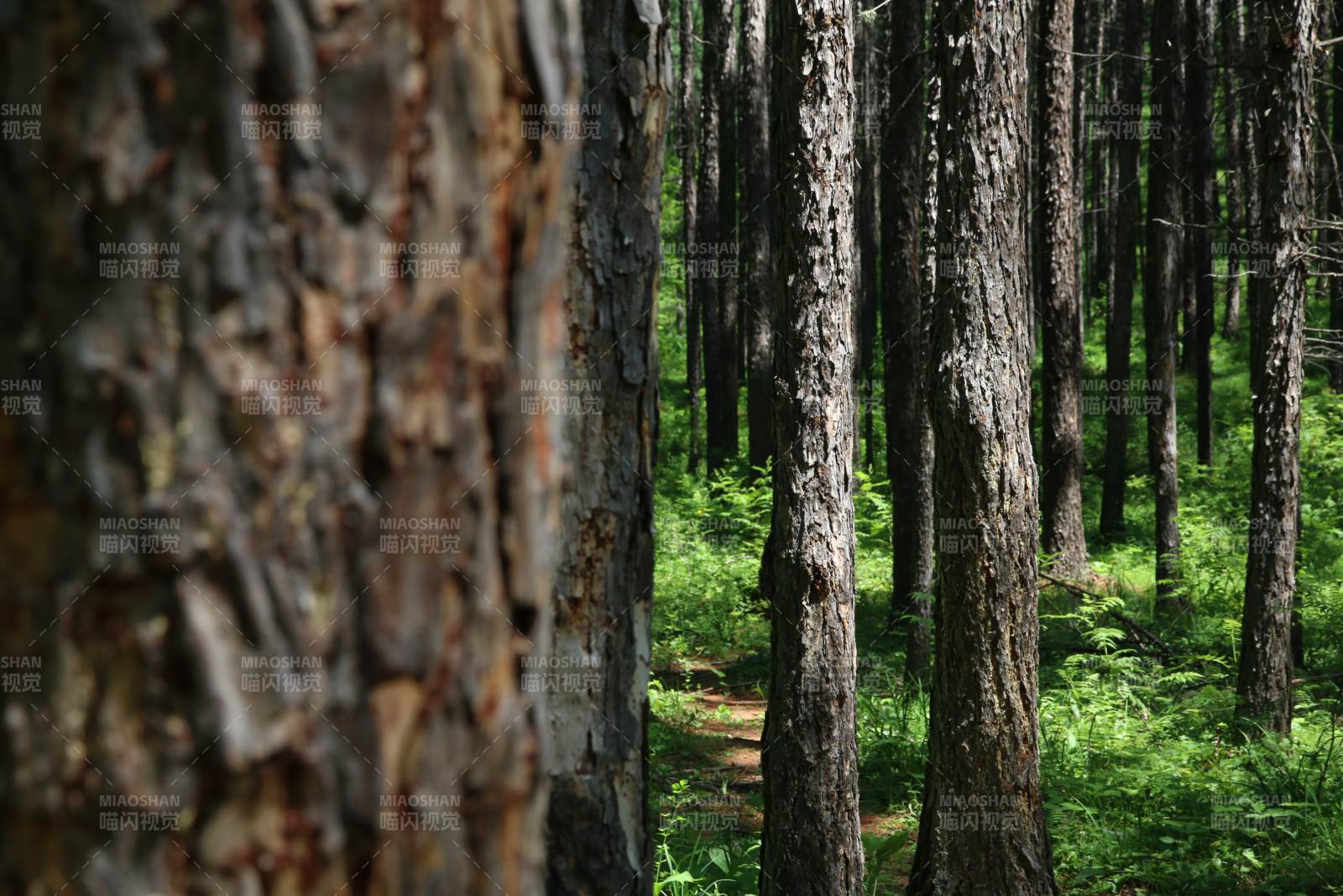 森林深处的宁静时光图片