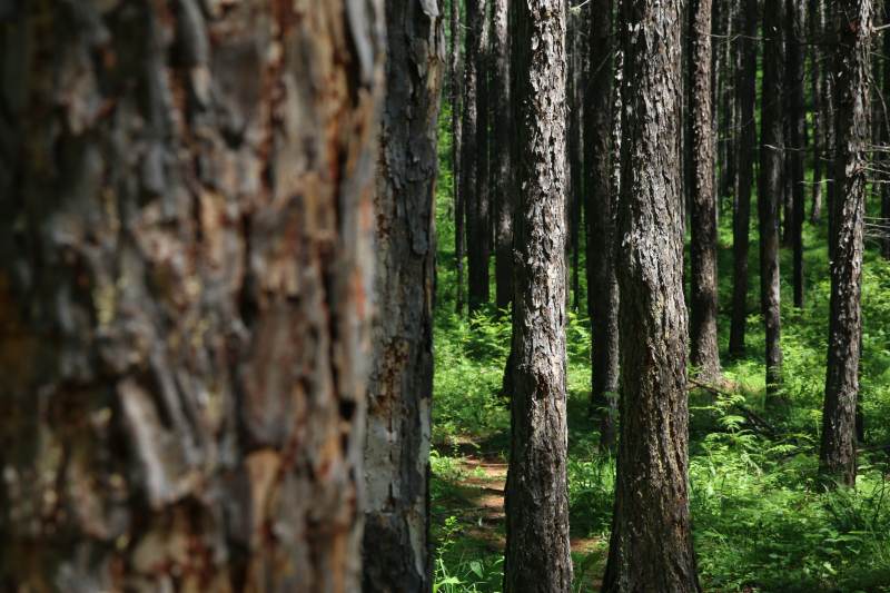 森林深处的宁静时光图片
