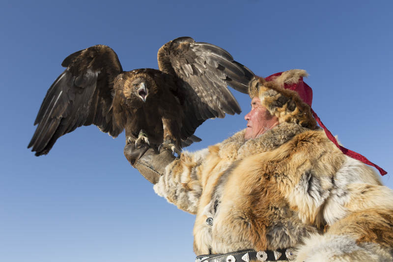 鹰猎者与金雕的默契瞬间图片