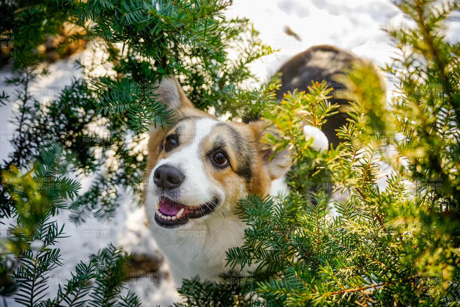 雪中探头的狗狗图片
