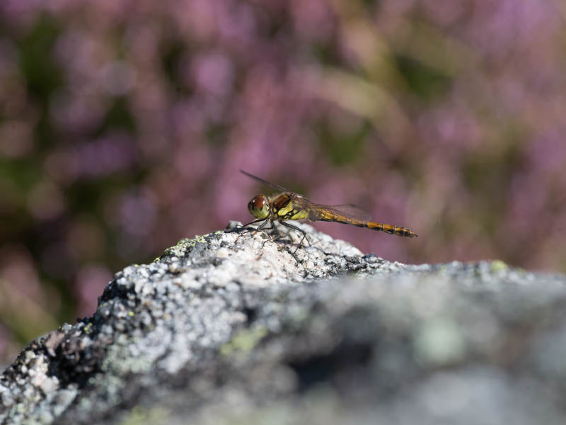 岩石上的蜻蜓图片