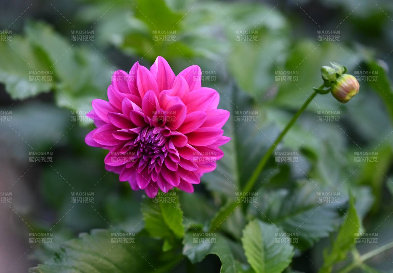 粉色大丽花绽放于绿叶间图片