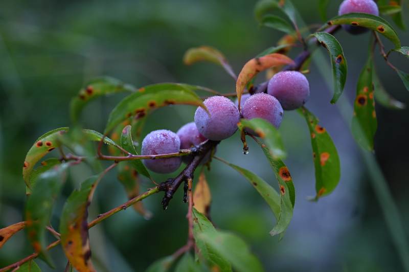 枝头紫果 秋意浓情图片