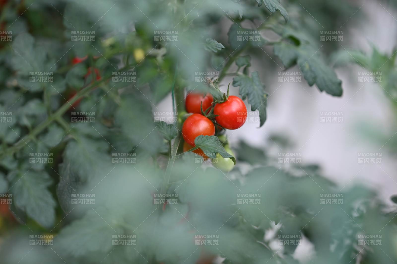 枝头上的小番茄图片