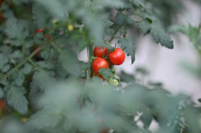 枝头上的小番茄图片