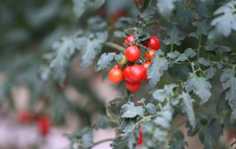 枝头上的小番茄图片