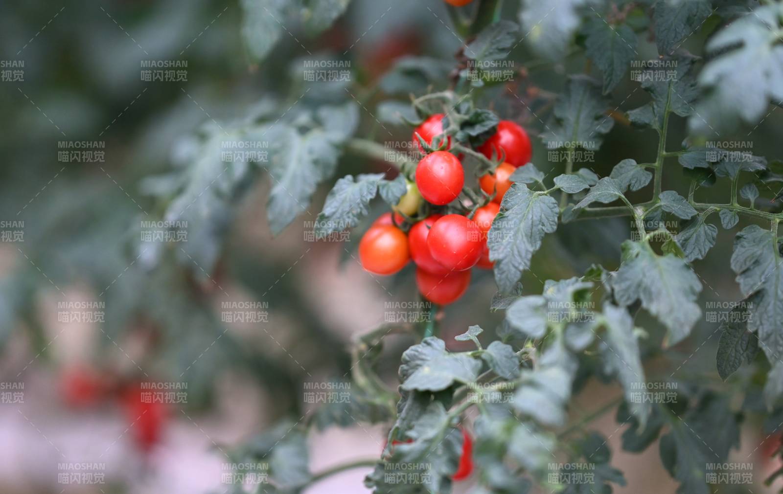 枝头上的小番茄图片