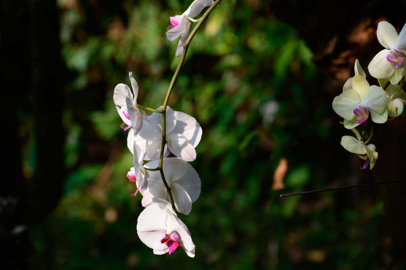 白色兰花的优雅绽放图片
