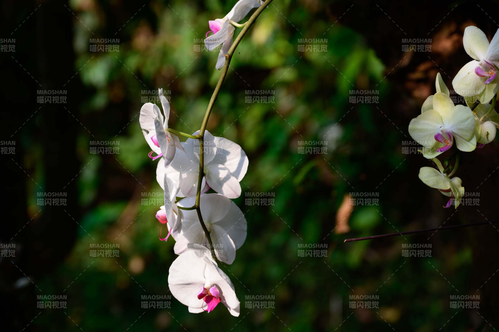 白色兰花的优雅绽放图片