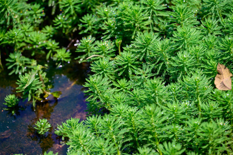 水生植物的绿色世界图片