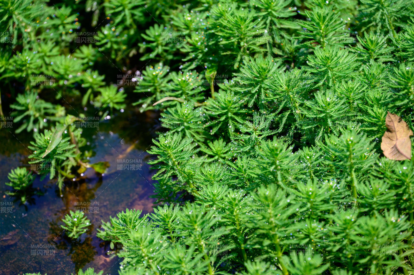 水生植物的绿色世界图片