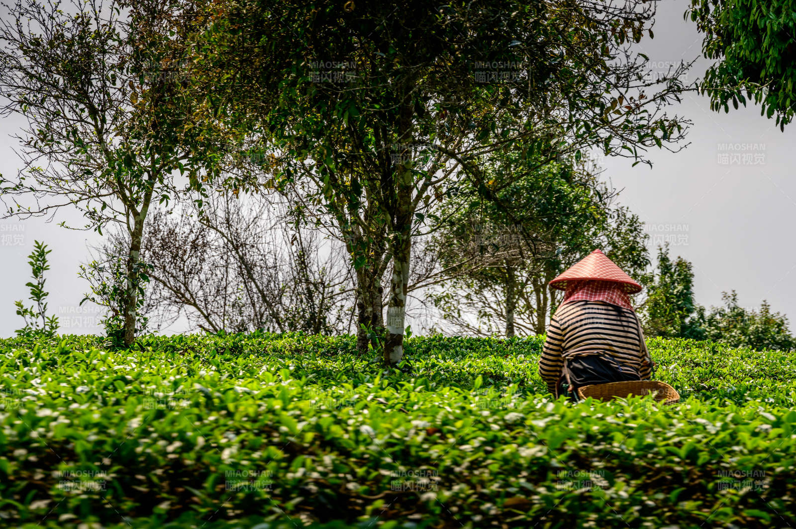 茶园劳作 绿意盎然图片