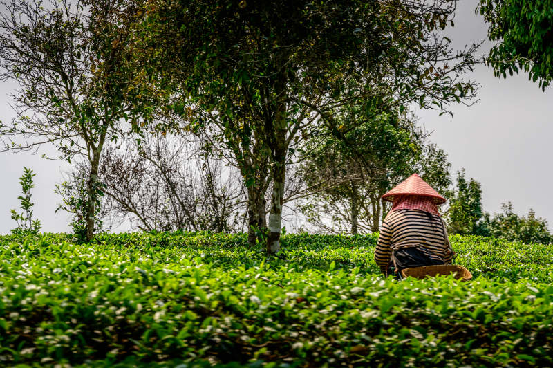茶园劳作 绿意盎然图片