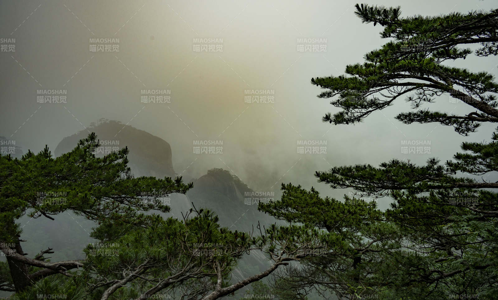 雾中松影 山峦隐现图片