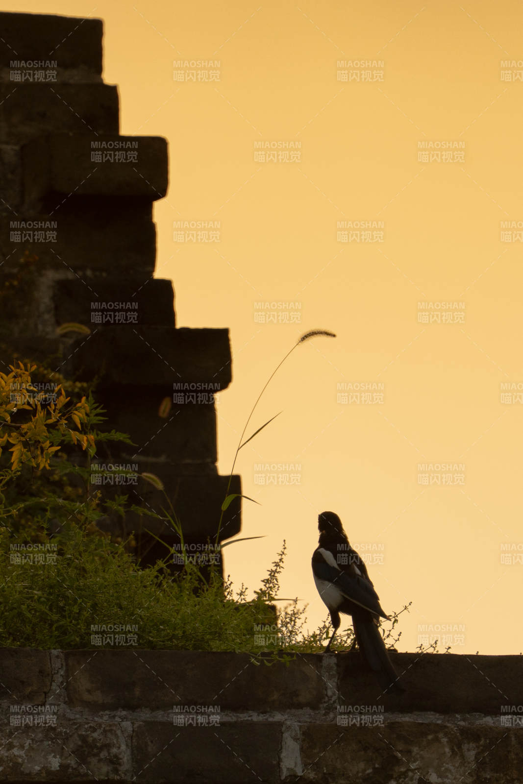黄昏墙头鸟影静图片