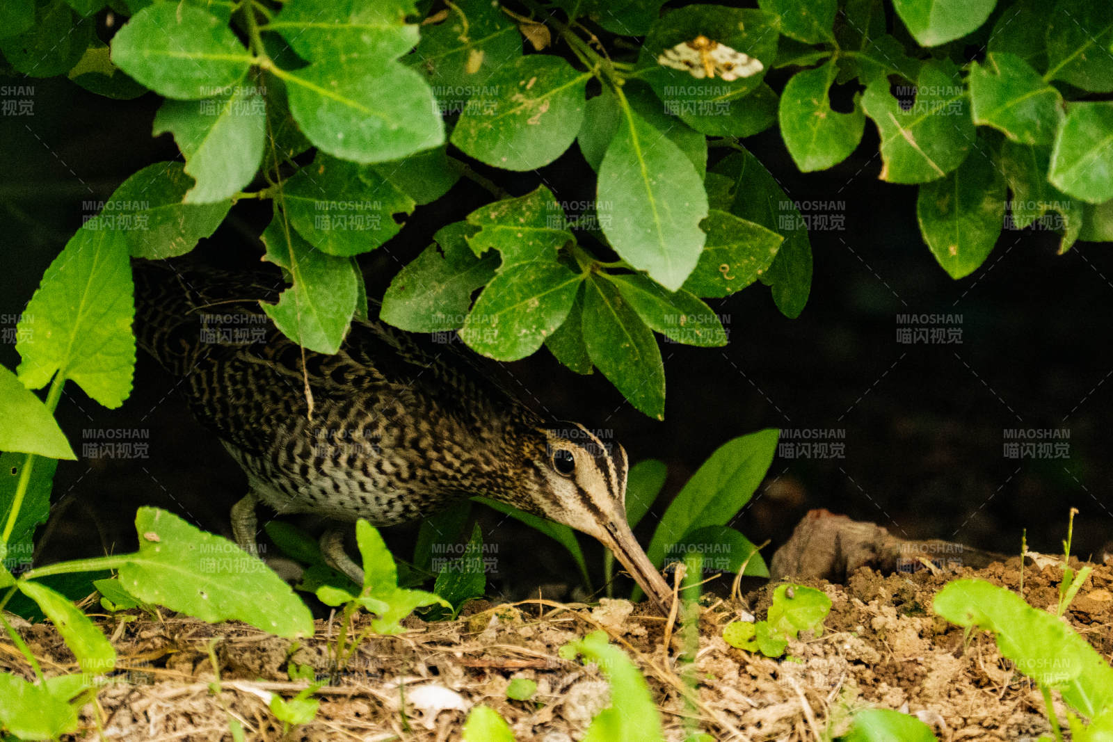 树丛中大沙锥觅食图片