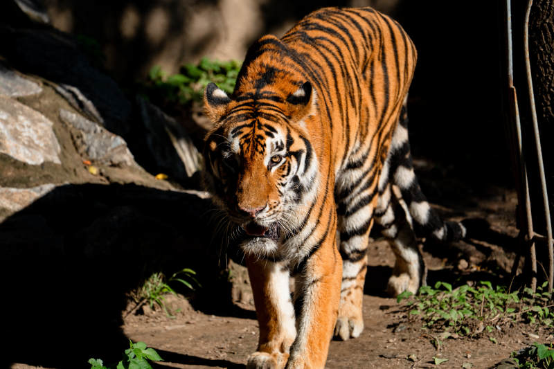 威风凛凛的老虎图片