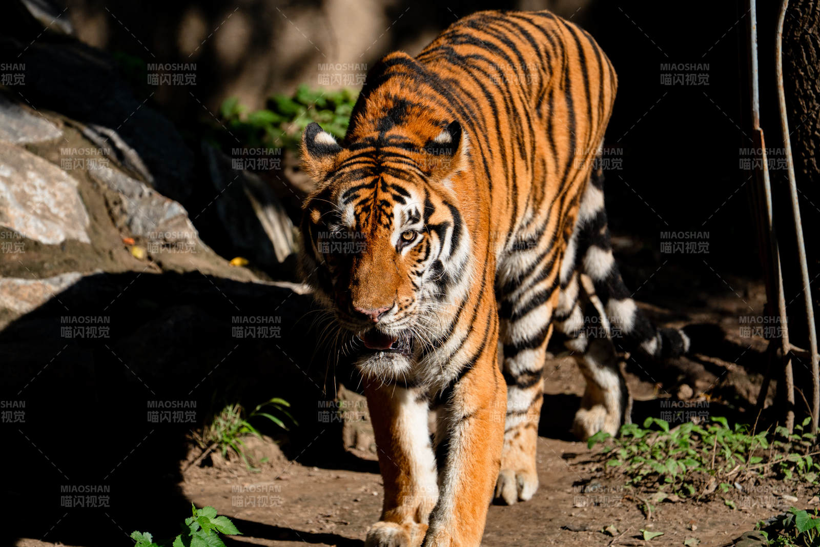 威风凛凛的老虎图片