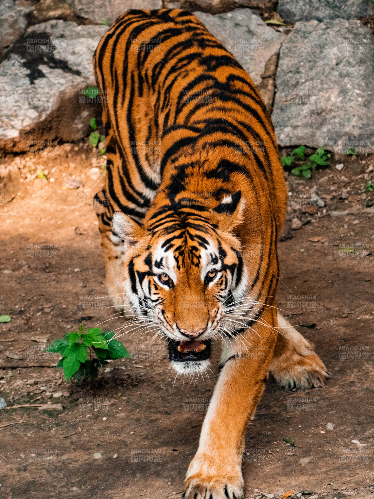 威风凛凛的老虎图片